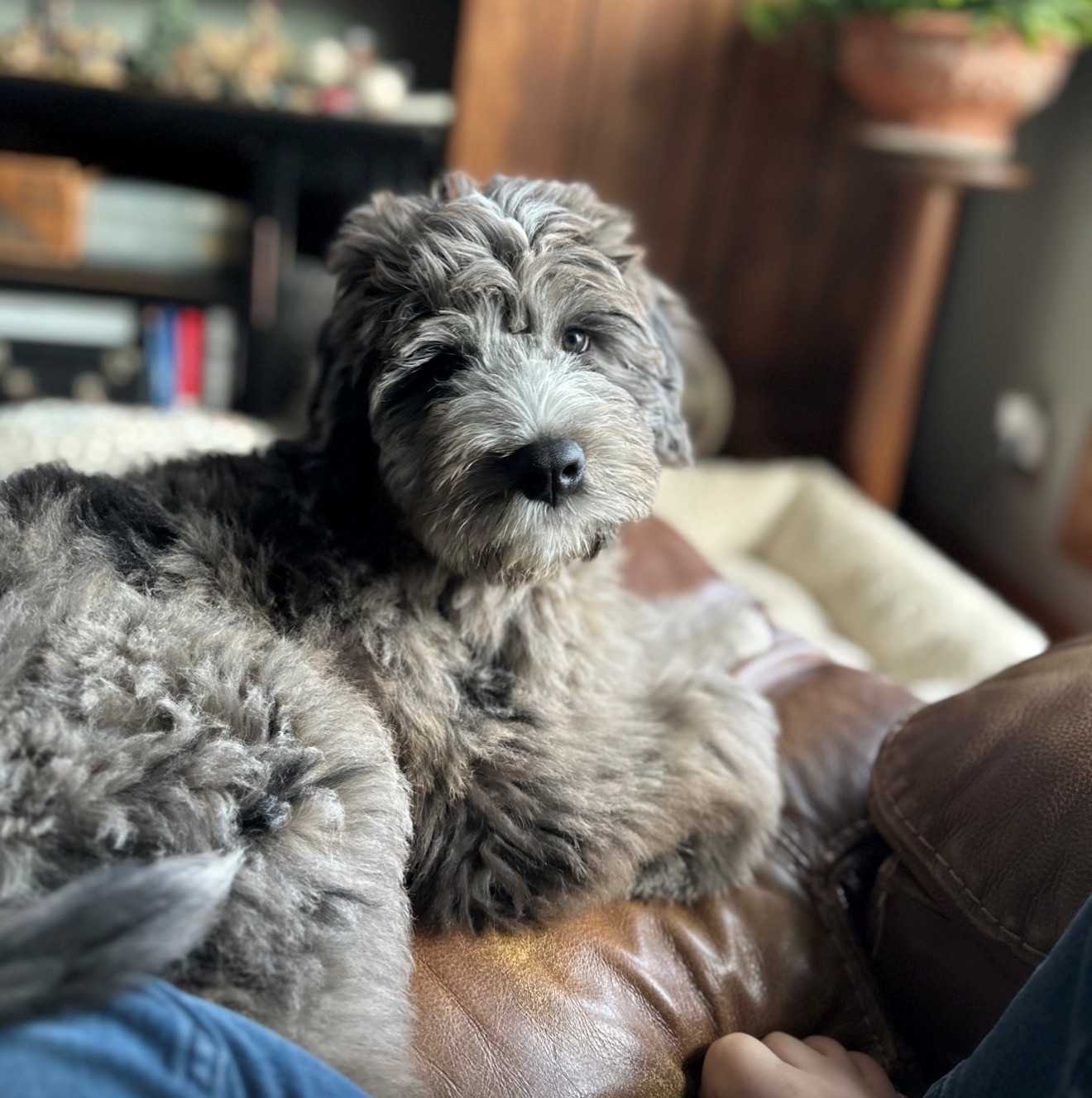 Willow, a Legacy Three Australian Mountain Doodle