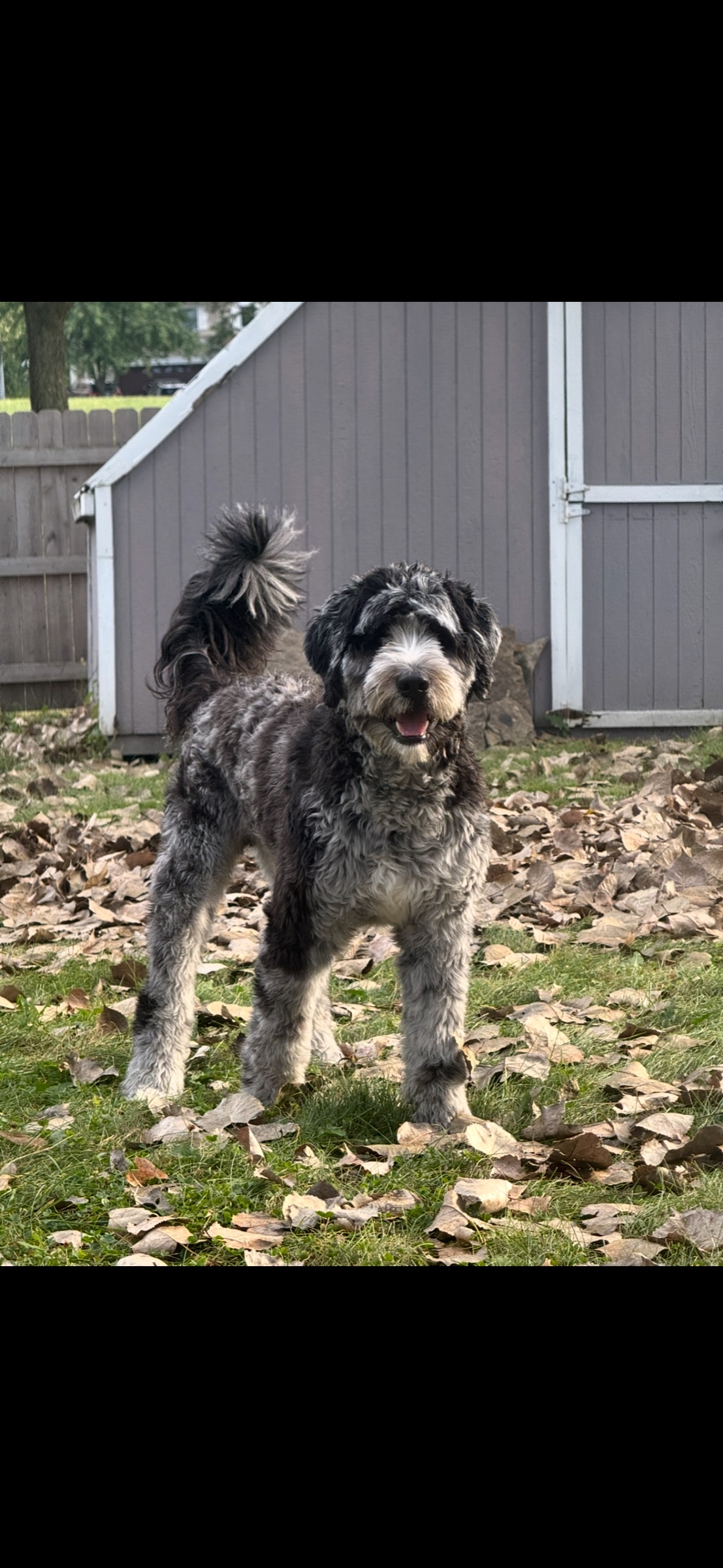 Ben, a Legacy Three Australian Mountain Doodle
