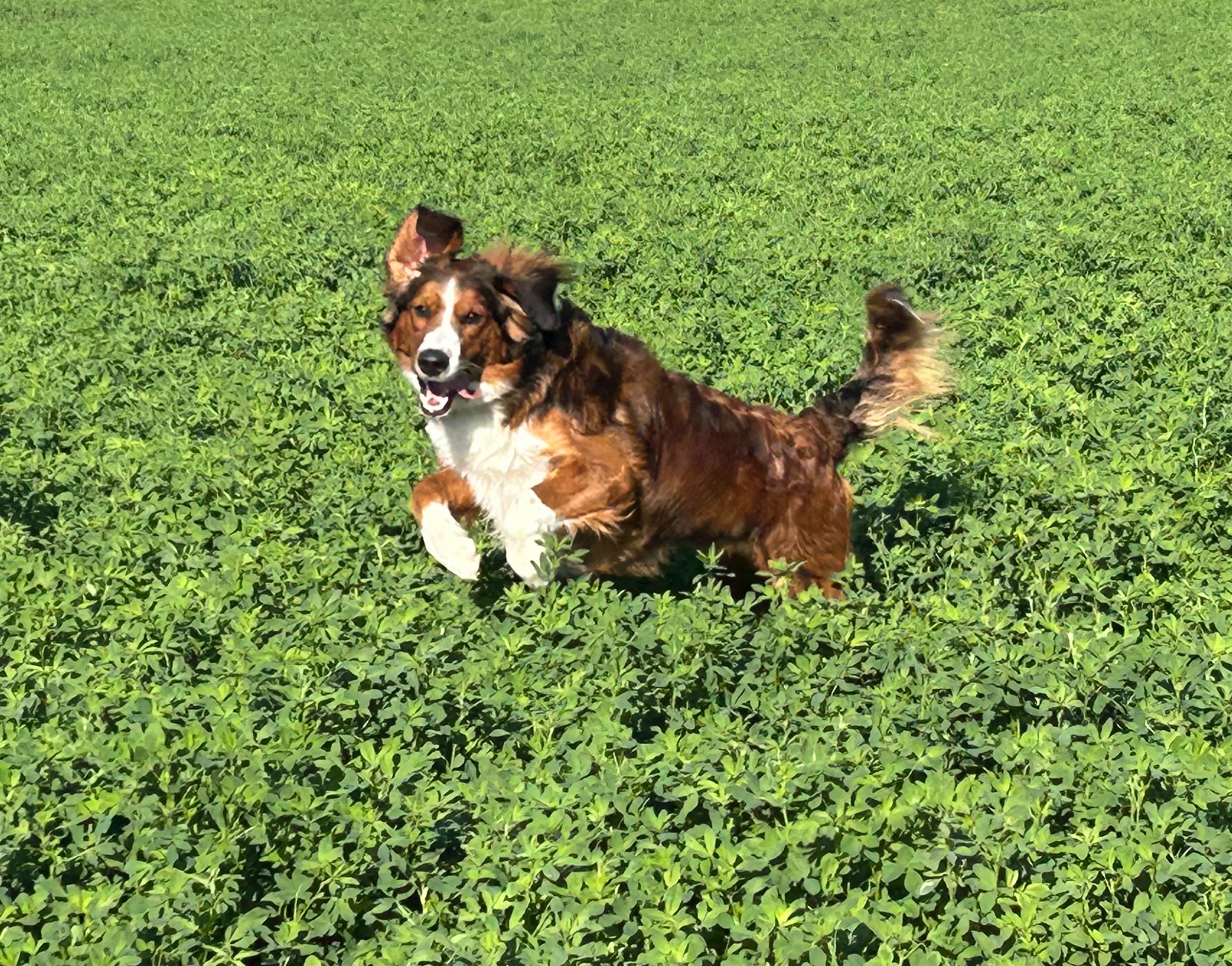 Copper, a Legacy Three Australian Mountain Doodle